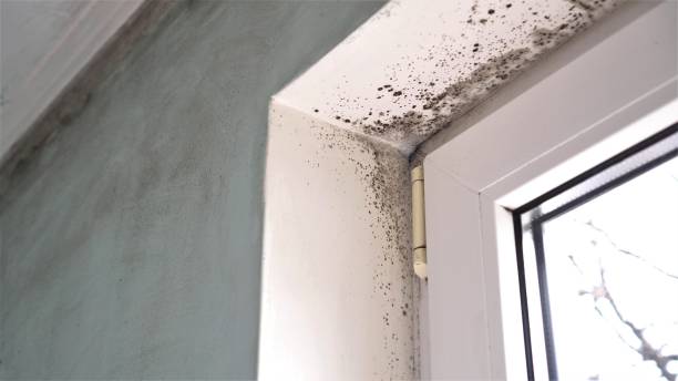 Best Mold Removal Near Me  in Williamstown, WV