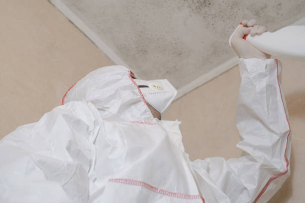 Best Local Mold Removal Service  in Williamstown, WV