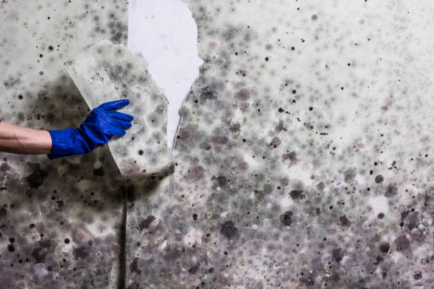 Best Fast Mold Removal  in Williamstown, WV