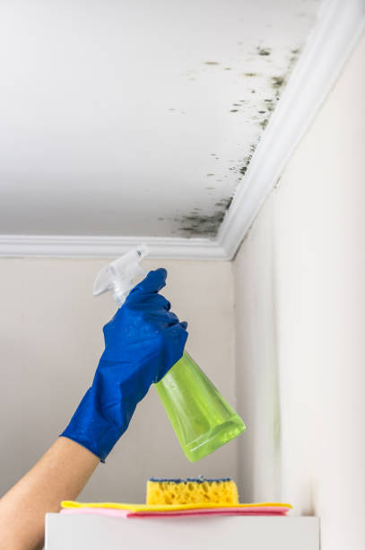 Reliable Williamstown, WV Mold Removal Solutions