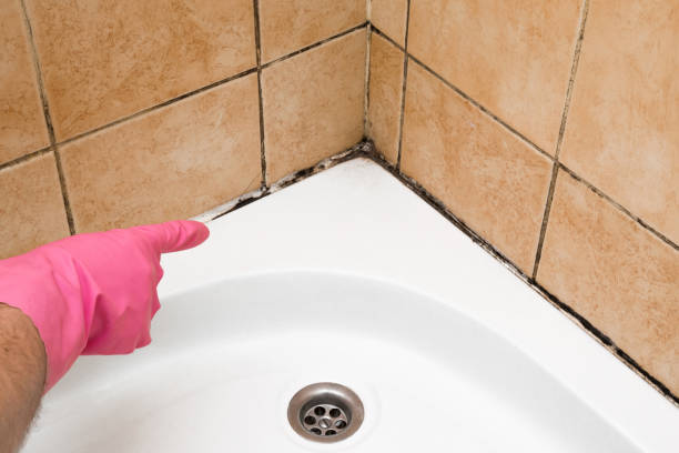 Best Crawl Space Mold Removal  in Williamstown, WV